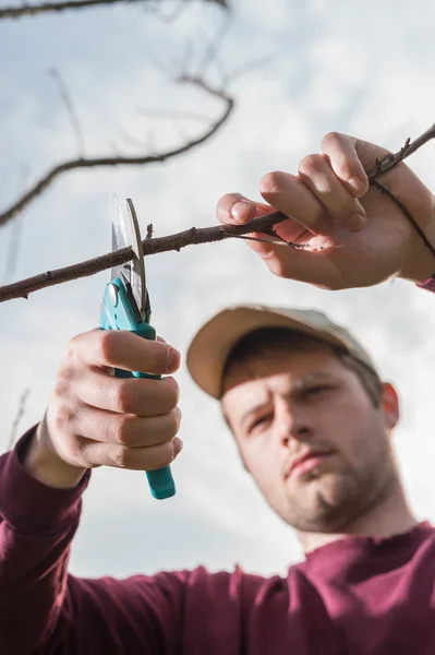 Trimming trees — Stock Photo, Image