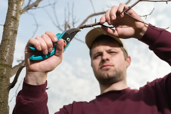 Trimming trees — Stock Photo, Image