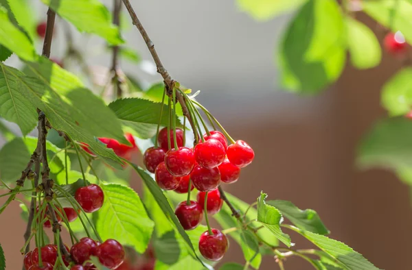 Cerezas en la rama — Foto de Stock