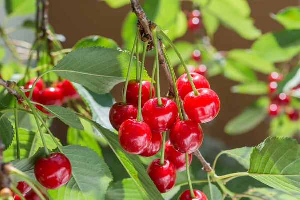 Cherries on the branch — Stock Photo, Image