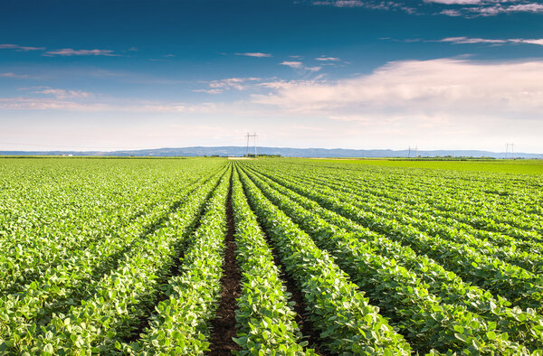 Soybean Field 