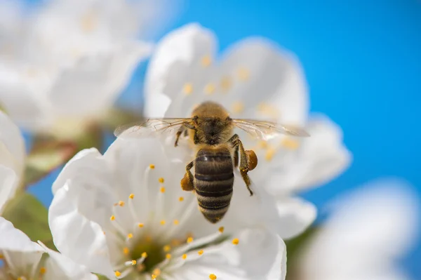 Bees in the blossom — Stock Photo, Image