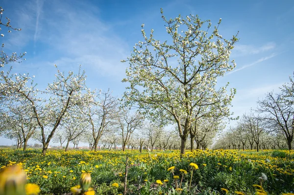 Blossoming apple garden — Stock Photo, Image