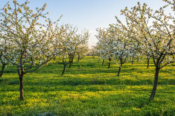 Blossoming apple garden — Stock Photo, Image