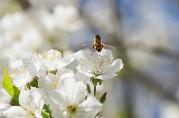 蜜蜂在绽放 — 图库照片