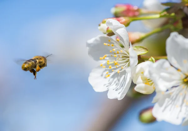 Biene in voller Blüte — Stockfoto