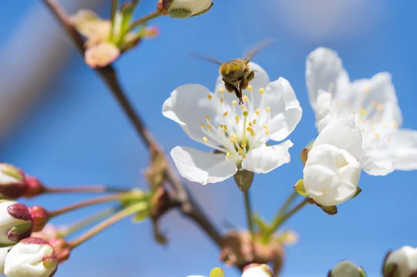 Bee i blommande — Stockfoto