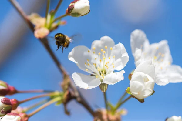 蜜蜂在绽放 — 图库照片