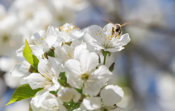 Bee i blommande — Stockfoto