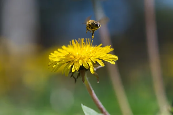 Bee in flower — Stock Photo, Image