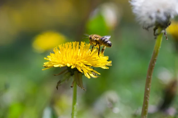 Biene in Blüte — Stockfoto