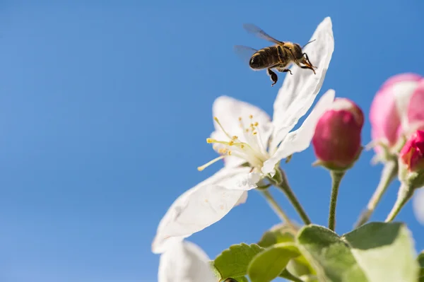 Bee in blossoming — Stock Photo, Image