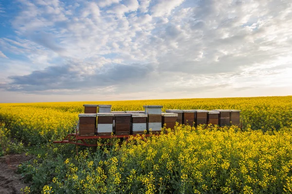 Apiary — Stock Photo, Image