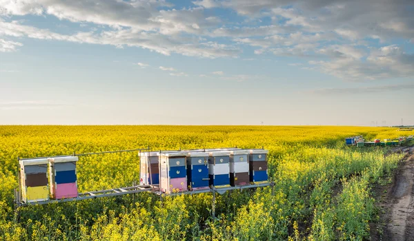 Arı — Stok fotoğraf