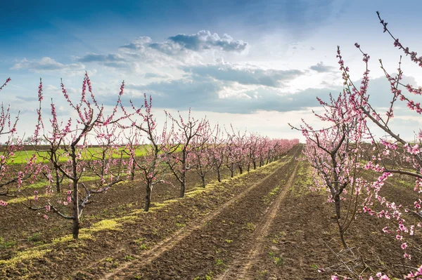 Blooming peach orchard — Stock Photo, Image