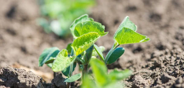 Shoots of soybeans — Stock Photo, Image