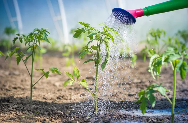 Innaffiatura del pomodoro piantina — Foto Stock