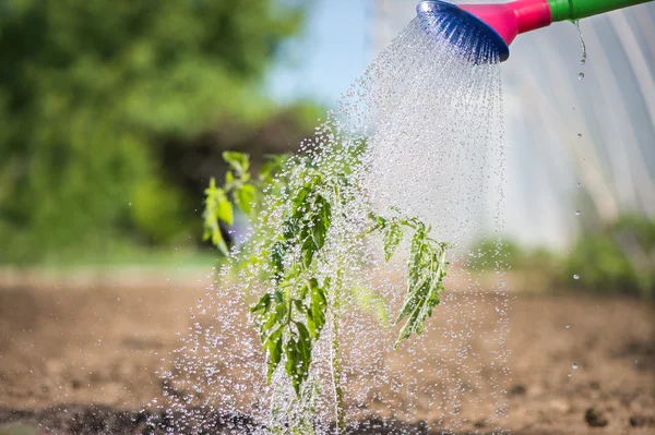 Watering seedling tomato — Stock Photo, Image