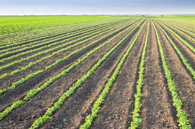 soya alan satırları