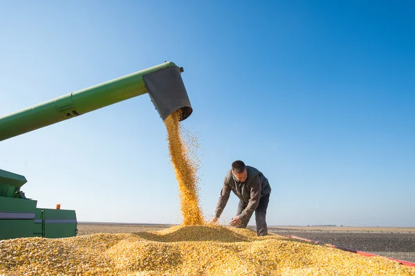 Mısır hasat — Stok fotoğraf