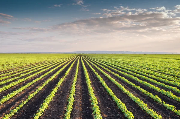 Campo de soja — Foto de Stock