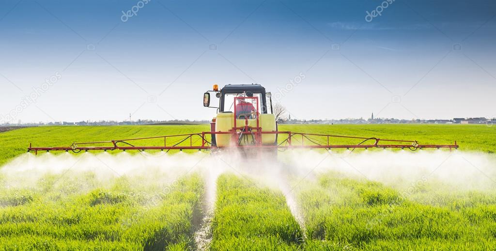 Tractor spraying wheat field