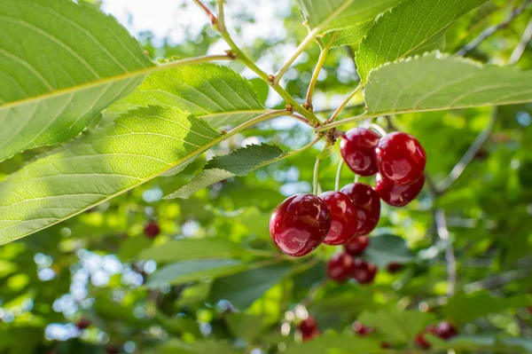 Kirschgarten — Stockfoto