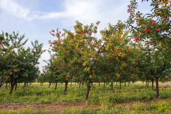 Cherry orchard — Stockfoto