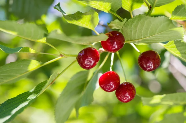 Cherry orchard — Stockfoto