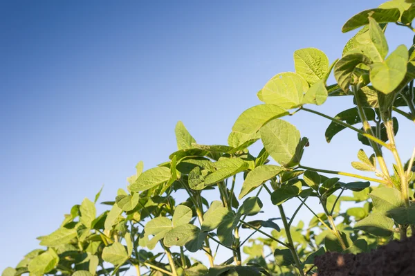 Soybean Field — Stock Photo, Image