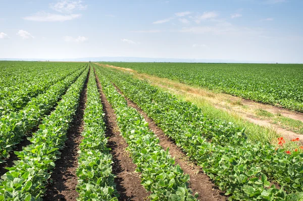 Sojabonen veld — Stockfoto