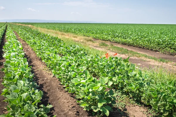 Campo de soja — Foto de Stock