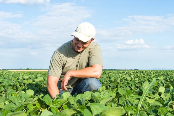 Agricultor em campos de soja — Fotografia de Stock