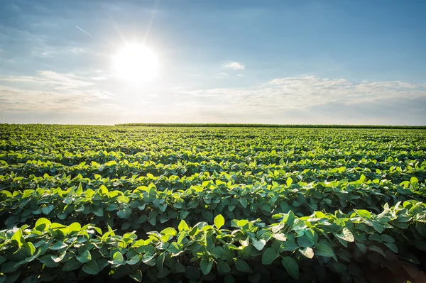 Soybean Field — Stock Photo, Image