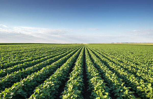 Soybean Field 