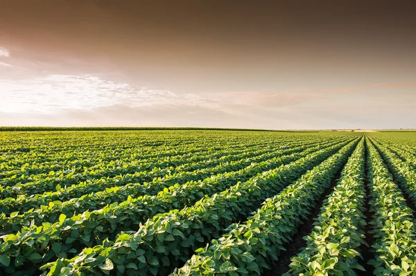 Sojabonen veld — Stockfoto