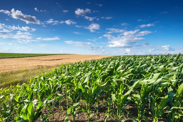 Campo di mais — Foto Stock