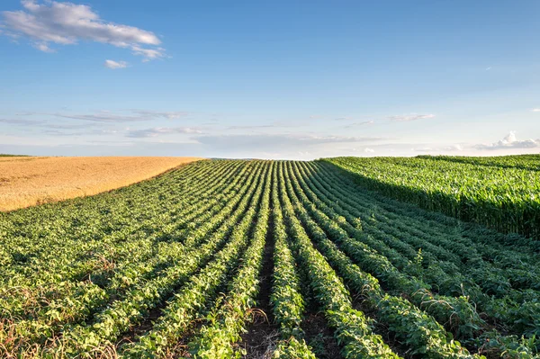 Sojabonen veld — Stockfoto