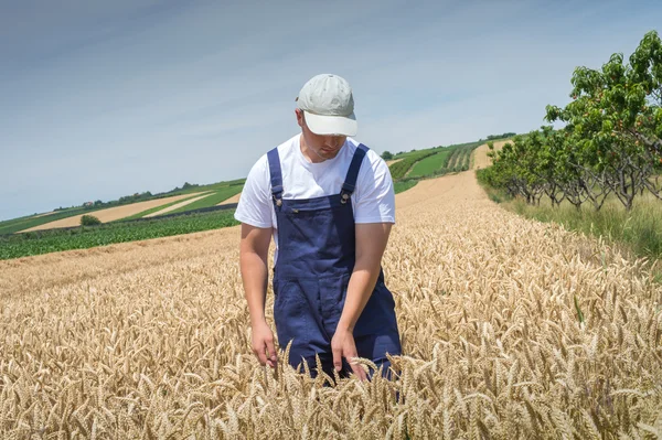 Agricultor em campos de trigo — Fotografia de Stock