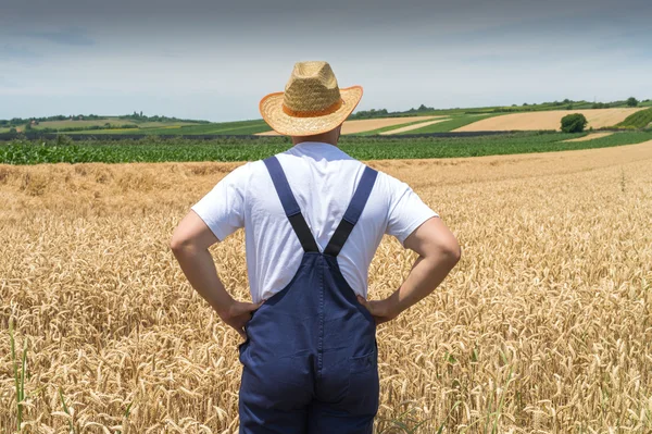 Agricultor en campos de trigo —  Fotos de Stock
