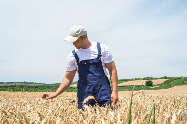Agriculteur dans les champs de blé — Photo