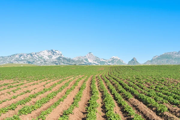 Campo di patate — Foto Stock