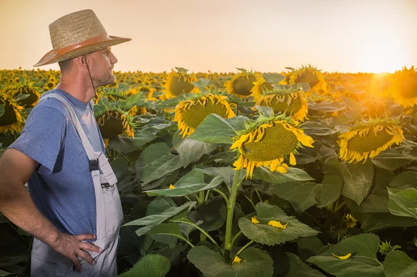 Farmář v slunečnice — Stock fotografie