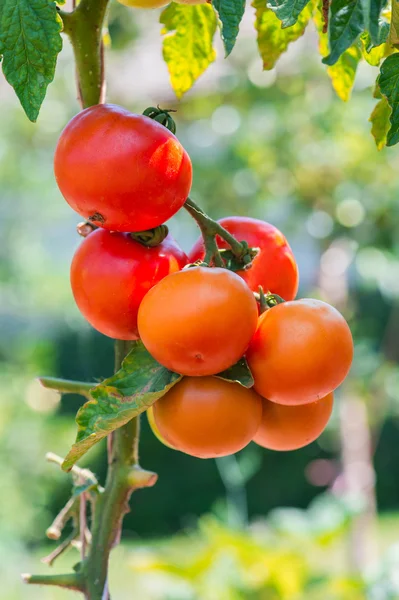 Pomodoro da crescita — Foto Stock