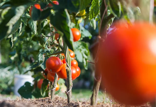 Tomate de crecimiento — Foto de Stock