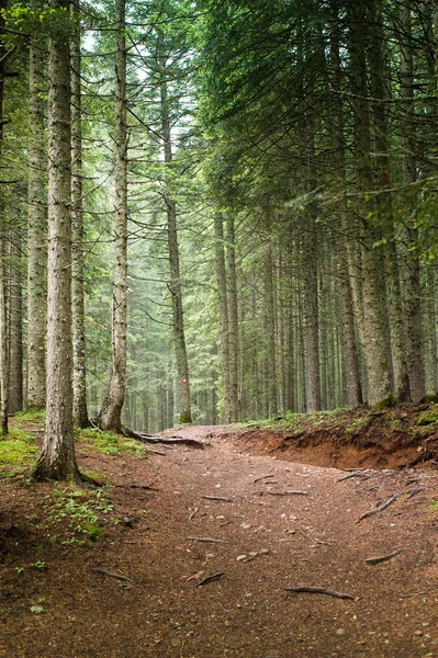 Forêt d'épinettes — Photo