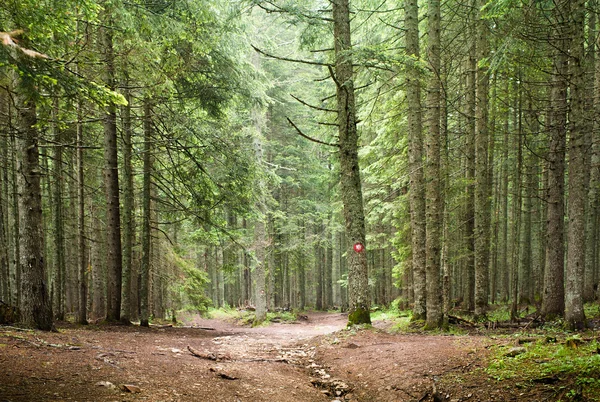 Fichtenwald — Stockfoto