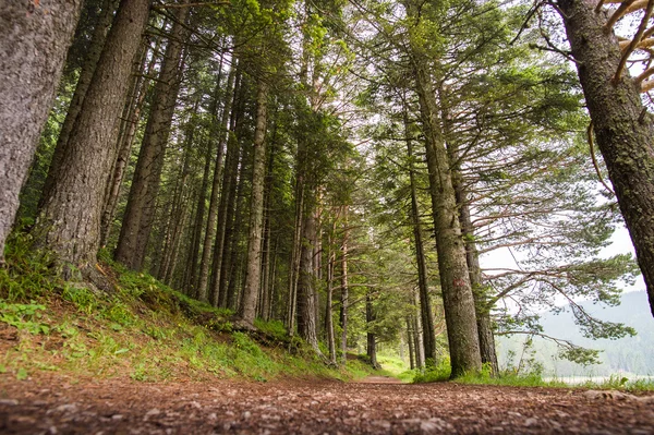 Spruce Tree Forest — Stock Photo, Image