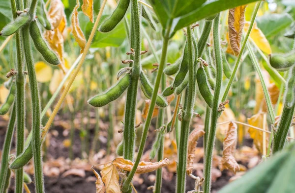 Campo de soja — Foto de Stock