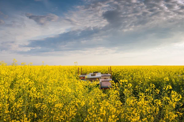 Arı kovanı alanında — Stok fotoğraf